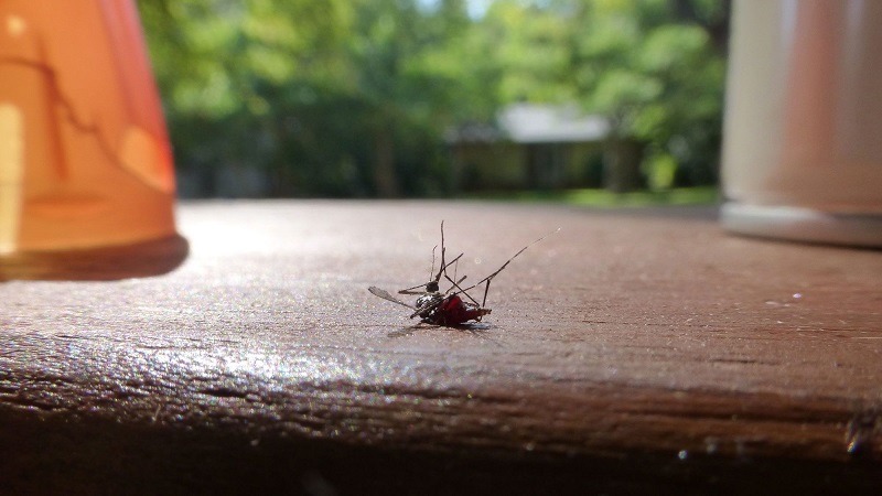 meo-dung-cay-huong-thao-duoi-muoi-trong-nha 3.jpg