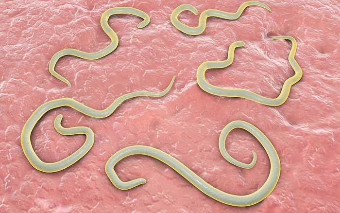 Mẹo đuổi giun đỏ trong nhà tắm 2