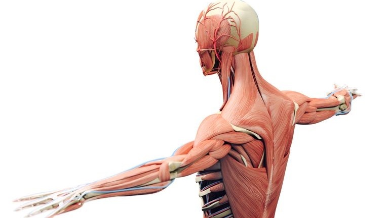 mot-so-benh-tat-lien-quan-den-he-van-dong-dang-luu-y 1