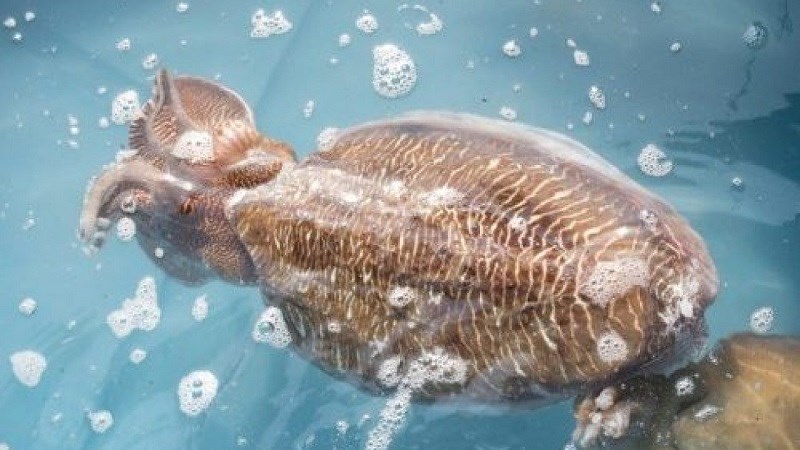 Mực nang: Thành phần dinh dưỡng, lợi ích và kinh nghiệm chọn mua 2