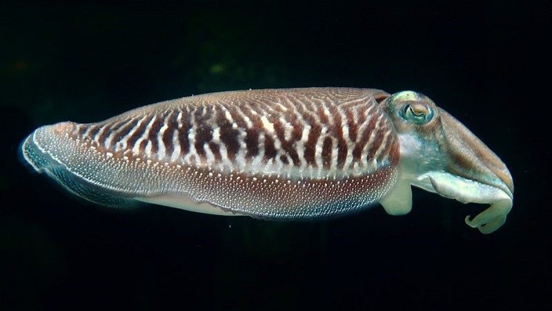 Mực nang: Thành phần dinh dưỡng, lợi ích và kinh nghiệm chọn mua 3