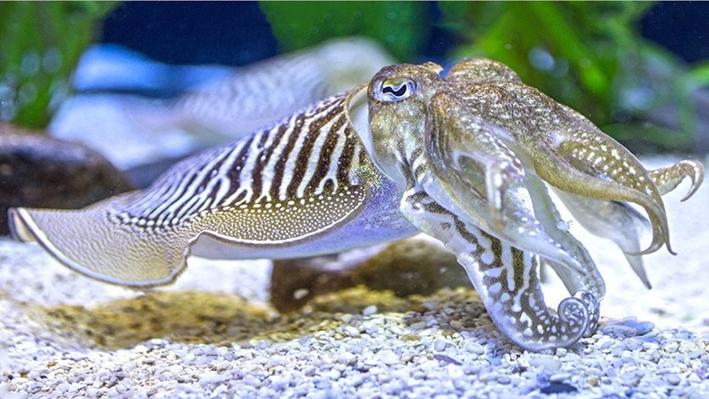 Mực nang: Thành phần dinh dưỡng, lợi ích và kinh nghiệm chọn mua 4