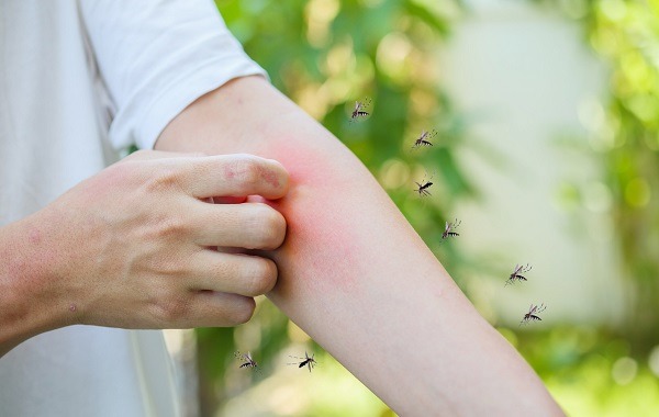 muoi-aedes-truyen-benh-sot-xuat-huyet-dengue 1.jpg