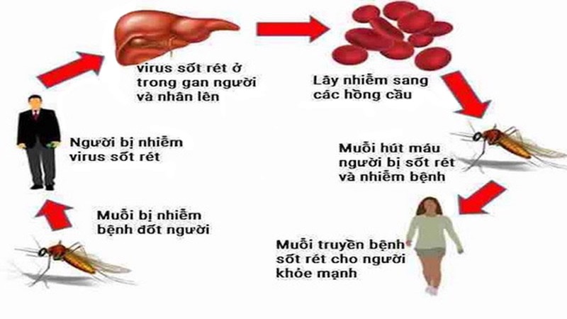 Muỗi thường và những điều có thể bạn chưa biết 2