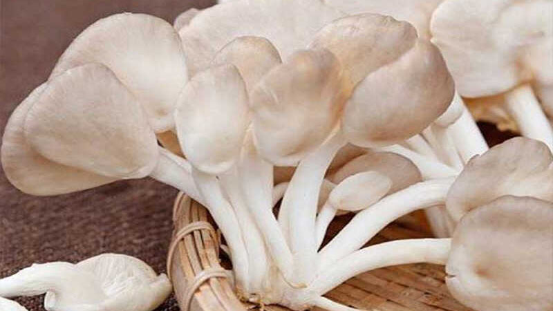 Nấm bào ngư bao nhiêu calo? Có tác dụng gì cho sức khỏe? 1