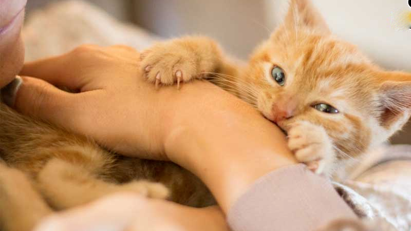 Nấm sporothrix schenckii là gì? Làm sao điều trị? 3