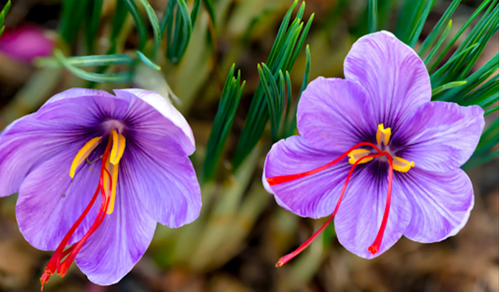 nhụy hoa nghệ tây 1