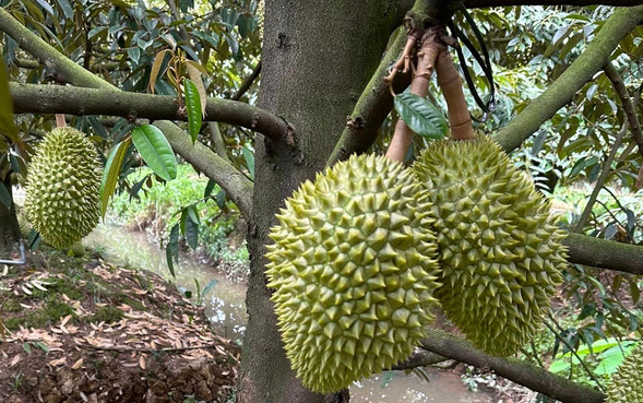 Ngộ độc sầu riêng là gì? Cách giải ngộ độc sầu riêng 2