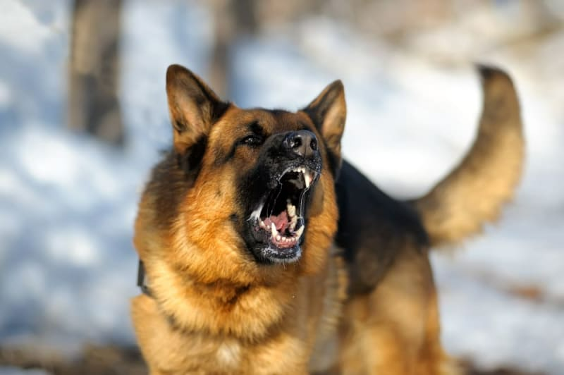 Người bị chó cắn 3 tháng có tiêm phòng được không?2