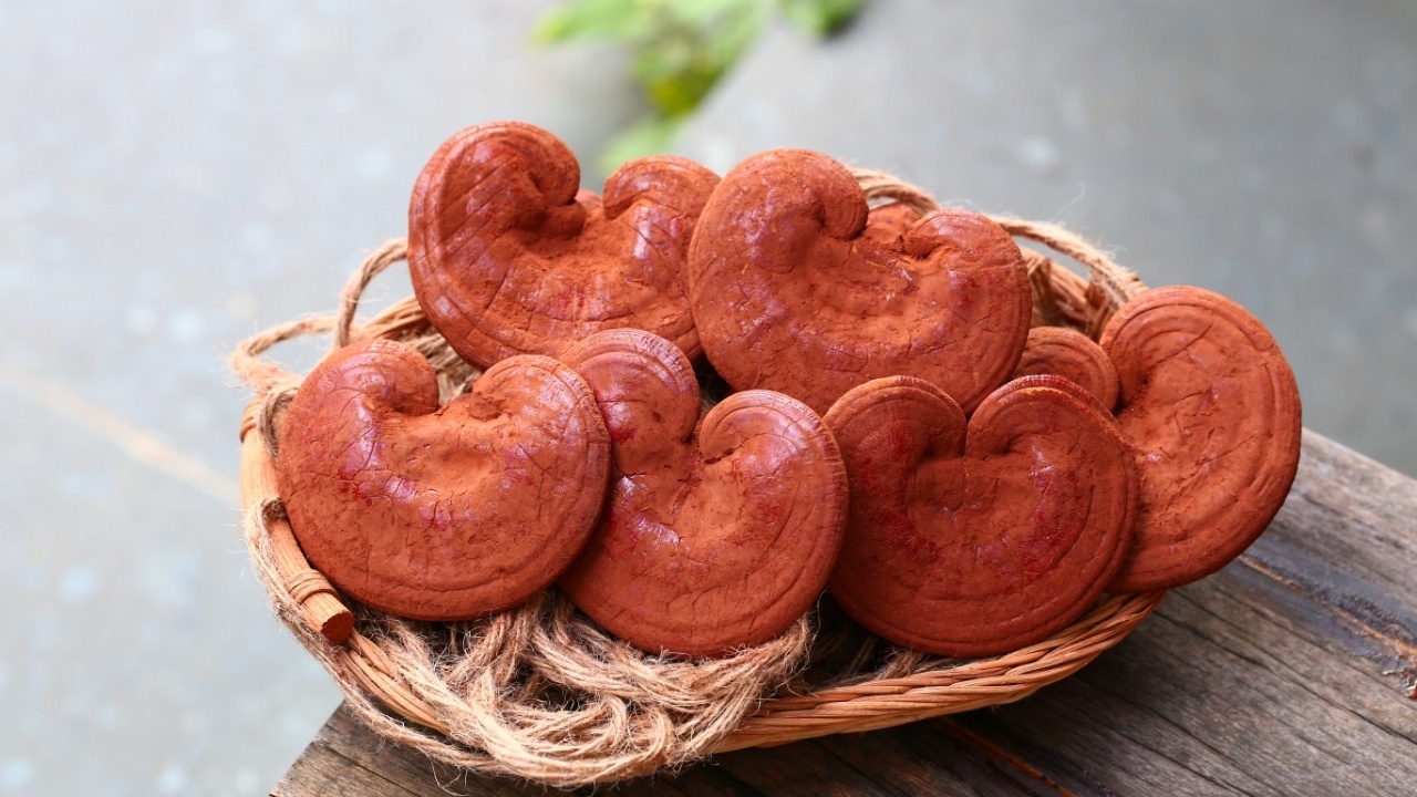 nguoi-huyet-ap-cao-co-uong-duoc-nam-linh-chi 3 Cropped.jpg