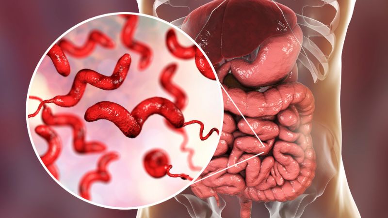 Nguyên nhân nhiễm vi khuẩn campylobacter và cách phòng ngừa 1