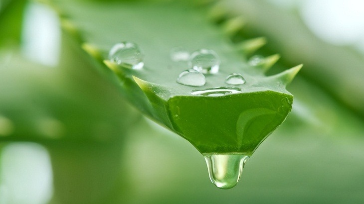 Nha đam có tác dụng gì? Top những công dụng và lưu ý khi sử dụng 2