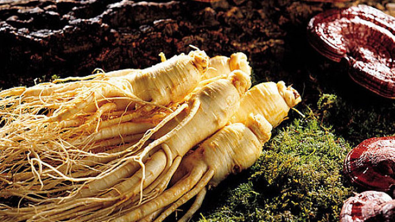 sâm cao ly bồi bổ sức khỏe