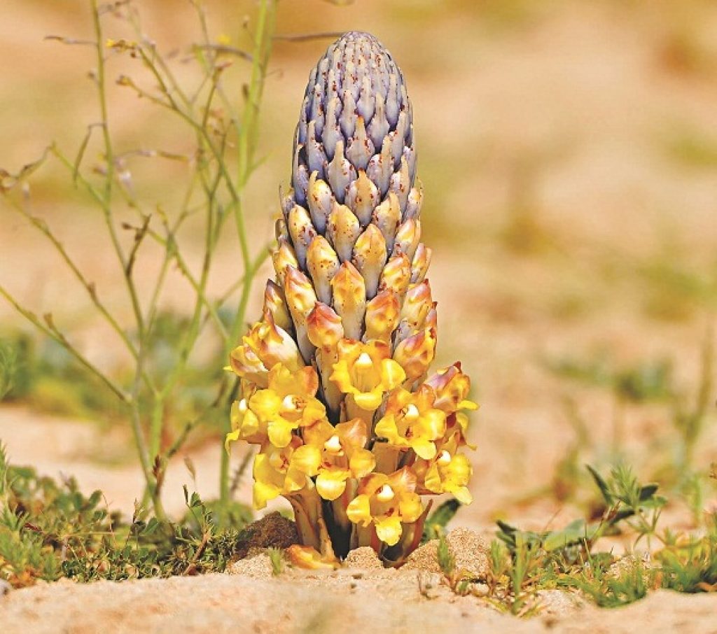 Nhục thung dung là loài ký sinh, phải sống nhờ (ký sinh) vào cây khác.