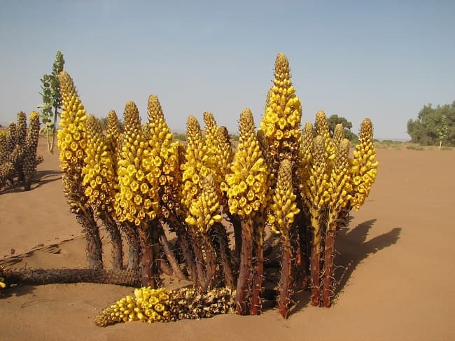 Nhục thung dung  kết hợp với dược liệu khác giúp chữa suy nhược thần kinh.