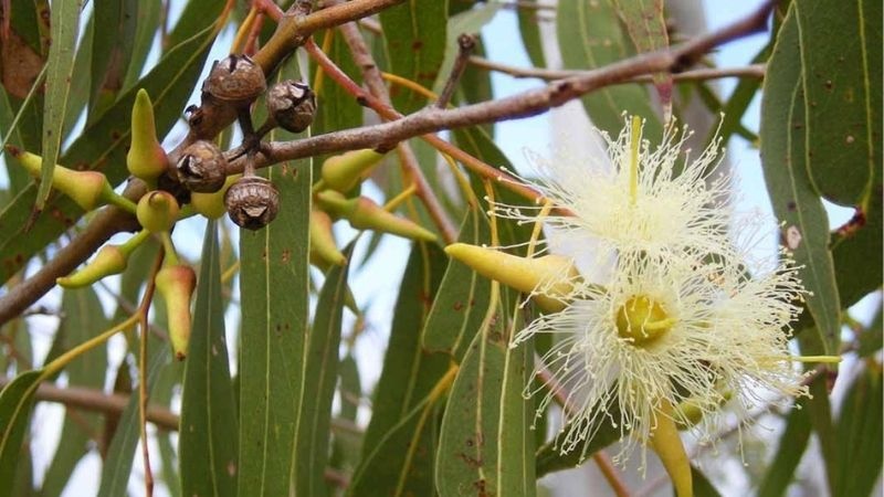 Những cây thuốc nam trị ghẻ ngứa trong dân gian có thể bạn chưa biết 11