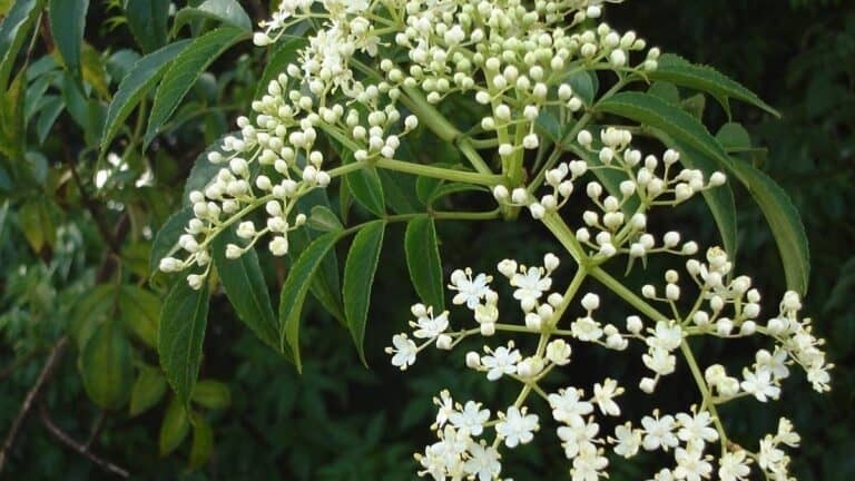 Những cây thuốc nam trị ghẻ ngứa trong dân gian có thể bạn chưa biết 12