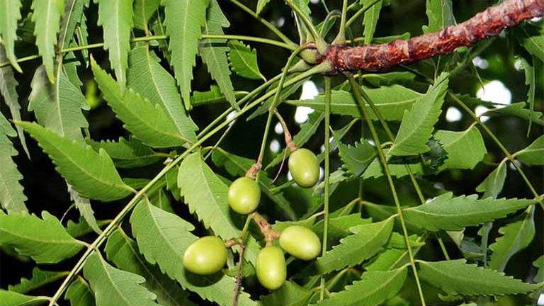 Những cây thuốc nam trị ghẻ ngứa trong dân gian có thể bạn chưa biết 5