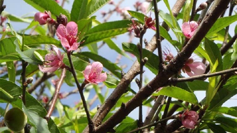 Những cây thuốc nam trị ghẻ ngứa trong dân gian có thể bạn chưa biết 8