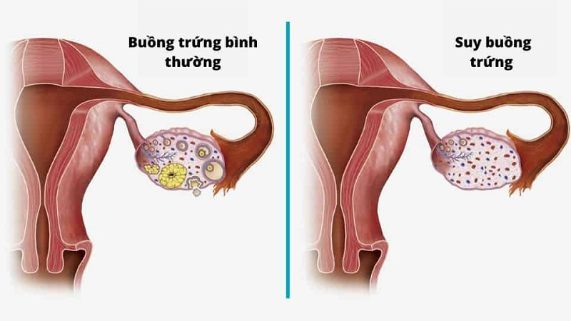 Những loại vitamin tốt cho nội tiết thời kỳ mãn kinh 1