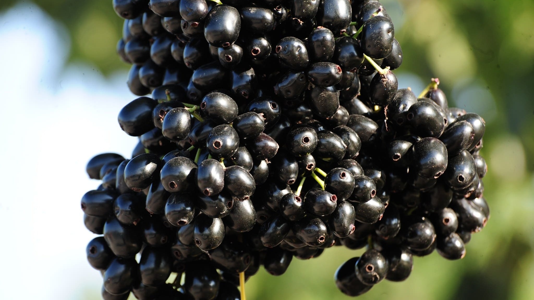 Trái trâm là trái gì? Những lợi ích sức khỏe của trái trâm