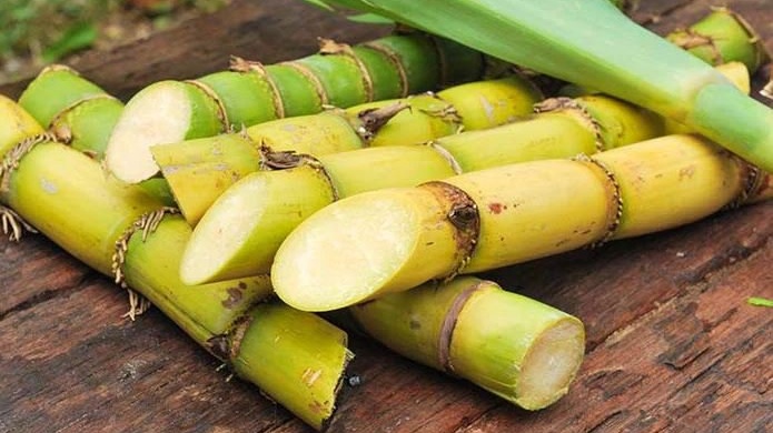 Ăn mía có béo không? Những lợi ích sức khoẻ khi ăn mía 1