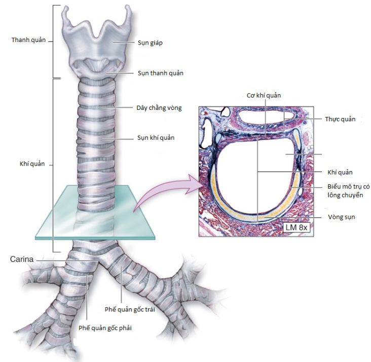 Vấn đề về nhuyễn sụn khí quản bạn nên biết  1