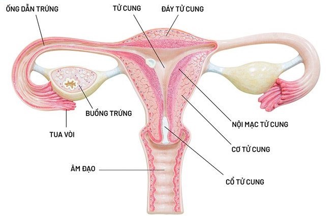 Niêm mạc ba lá là gì? Ảnh hưởng như thế nào đến khả năng thụ thai 2