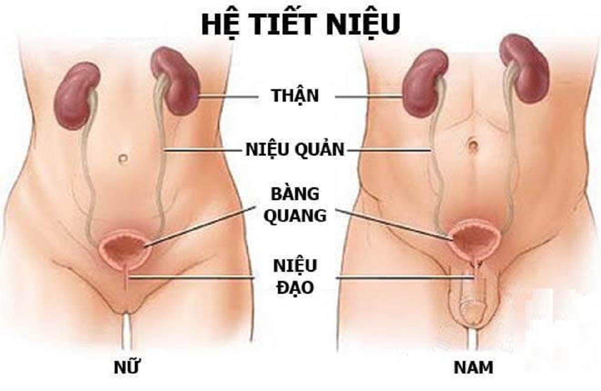 Niệu đạo là gì? các bệnh về niệu đạo thường gặp và cách xử lý 1