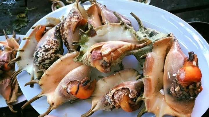 Ốc bàn tay nổi bật với hình dạng độc đáo