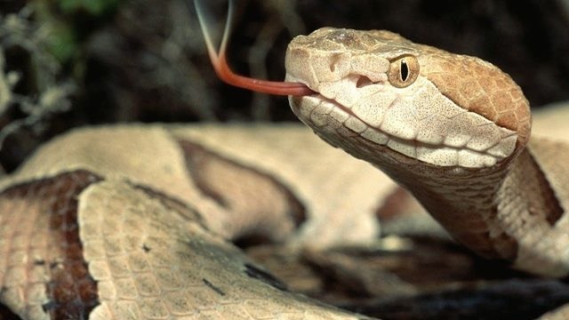 phac-do-dieu-tri-ran-can-bo-y-te-chia-khoa-bao-ve-suc-khoe-cong-dong 1