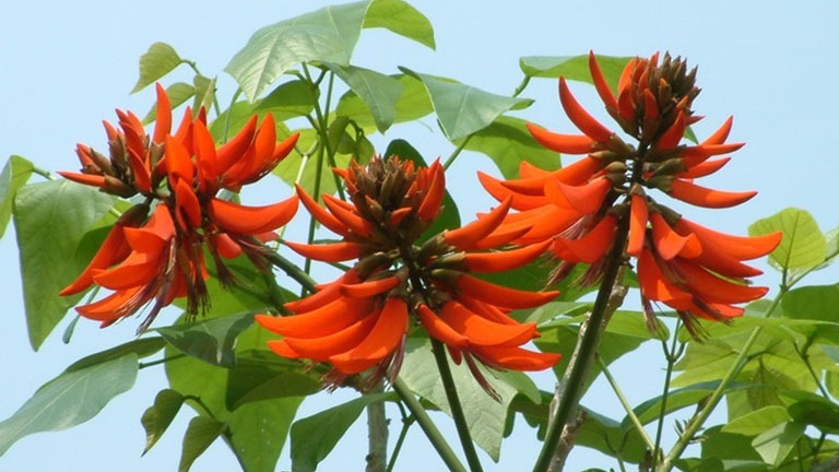 Phân biệt các loại cây vông và những dấu hiệu ngộ độc quả vông 2