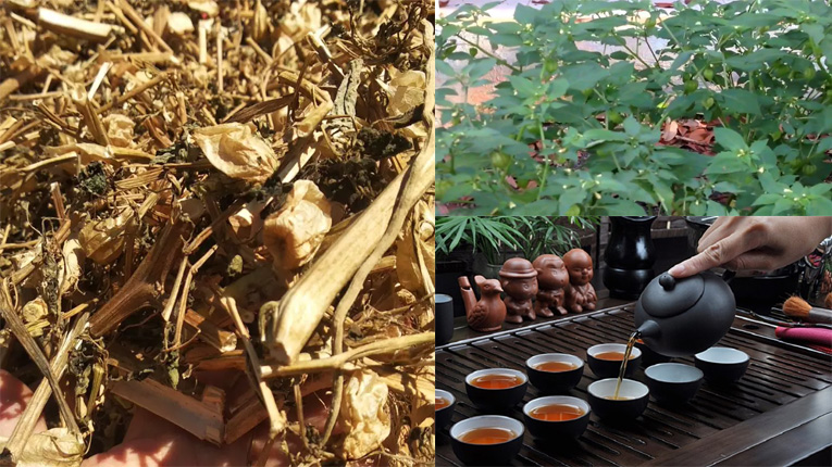 Phân biệt cây tầm bóp và cây lu lu đực dựa theo công dụng2