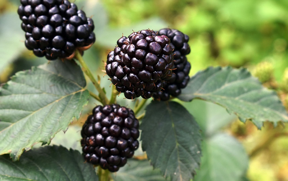 Phúc bồn tử đen 2