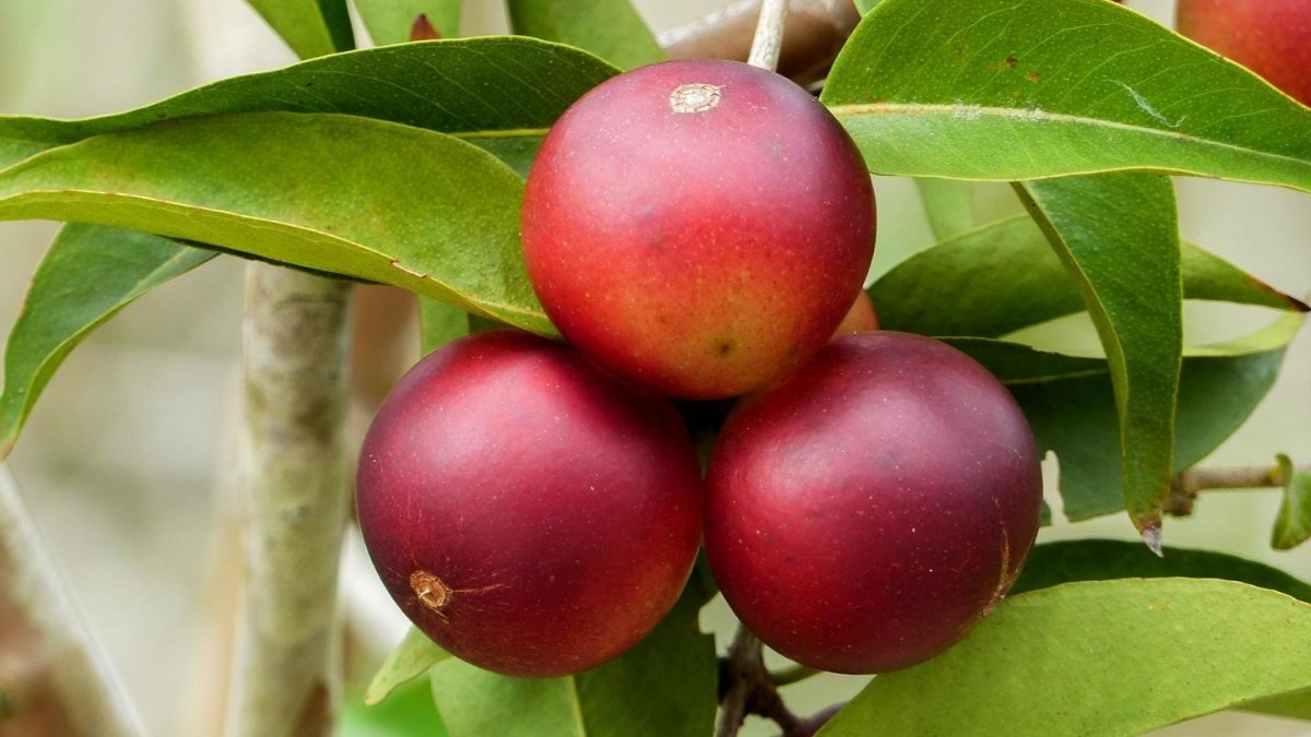 Quả camu camu là gì, có tốt cho sức khỏe không? - Nhà thuốc FPT Long Châu
