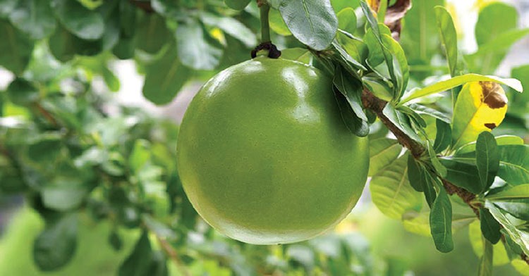 Quả đào tiên có tác dụng gì? Các lưu ý khi sử dụng 2