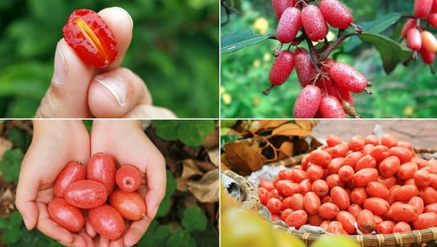 Quả nhót ngâm đường có tác dụng gì? Cách làm quả nhót ngâm đường 2