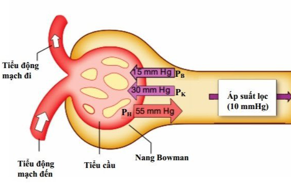 Quá trình tạo nước tiểu ở ống thận xảy ra như thế nào? 3