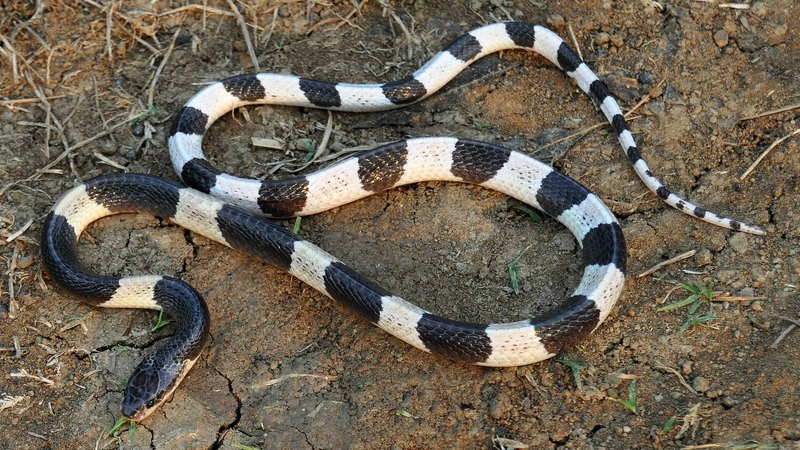 Nọc độc của rắn cạp nia tác động trực tiếp lên hệ thần kinh, gây nguy hiểm nghiêm trọng cho nạn nhân