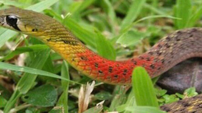 ran-lua-co-doc-khong-cac-bien-phap-an-toan-khi-gap-ran-lua 1.jpg