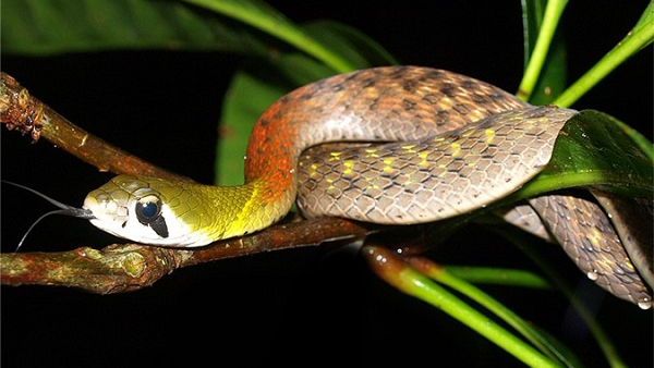 ran-lua-co-doc-khong-cac-bien-phap-an-toan-khi-gap-ran-lua 3.png