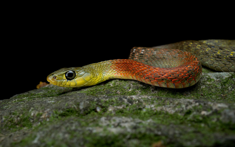 ran-lua-co-doc-khong-cac-bien-phap-an-toan-khi-gap-ran-lua 4.jpg