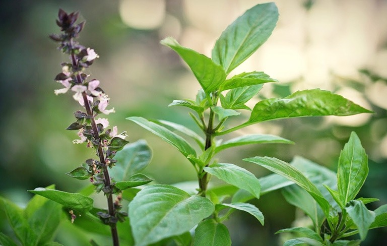 Rau húng quế có tác dụng gì? Ăn rau húng quế có tốt không?