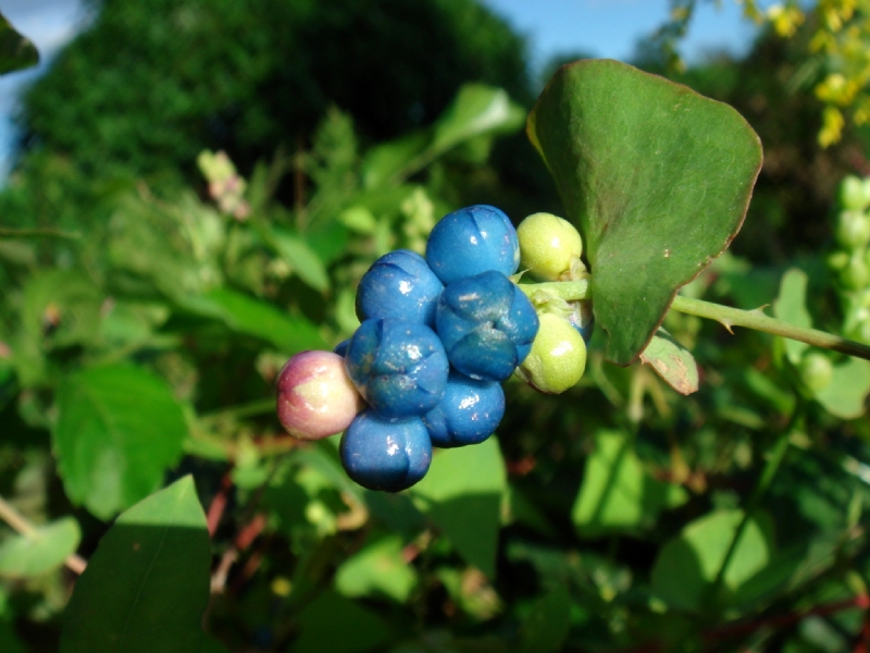 Rau má ngọ: Lợi ích sức khỏe và cách sử dụng 1