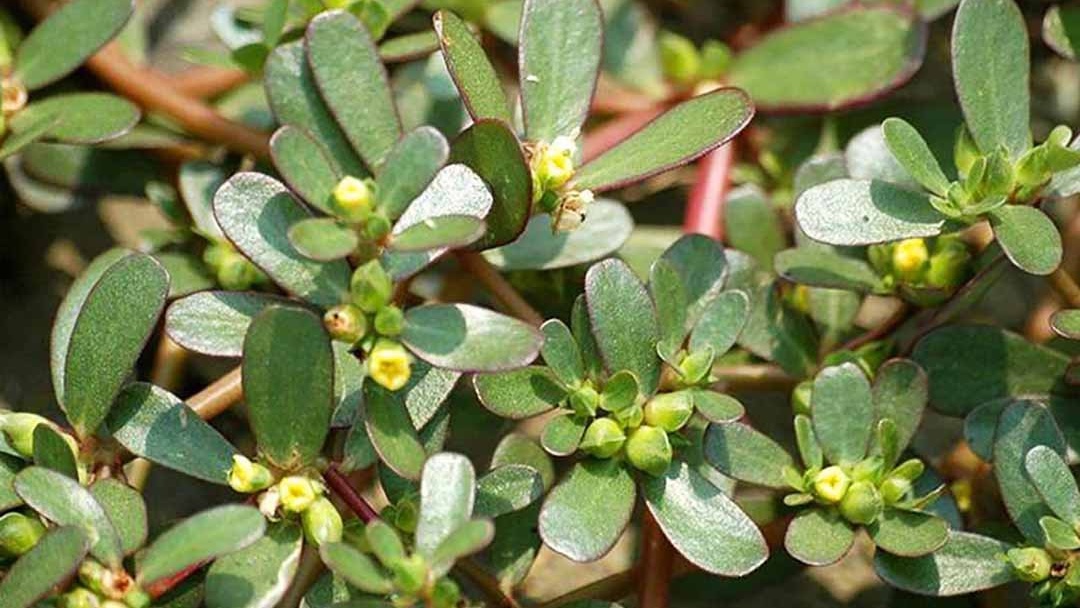 Những ai không nên ăn rau sam tránh ảnh hưởng đến sức khỏe