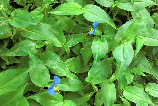 Rau trai uống với nước dừa có tác dụng gì? Những điều bạn cần lưu ý 2