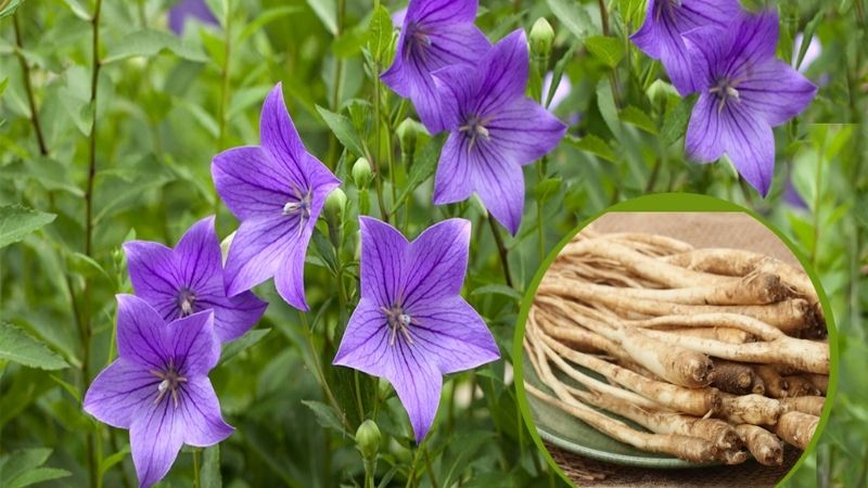 Rễ cát cánh: Vị thuốc có công dụng đa dạng 1.jpg