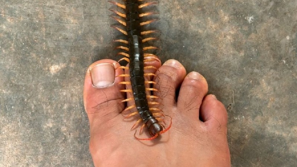 Rết nhỏ trong nhà có độc không và cách sơ cứu khi bị rết cắn