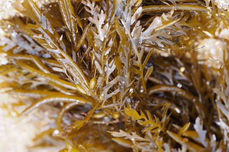 Tảo biển tươi có màu nâu