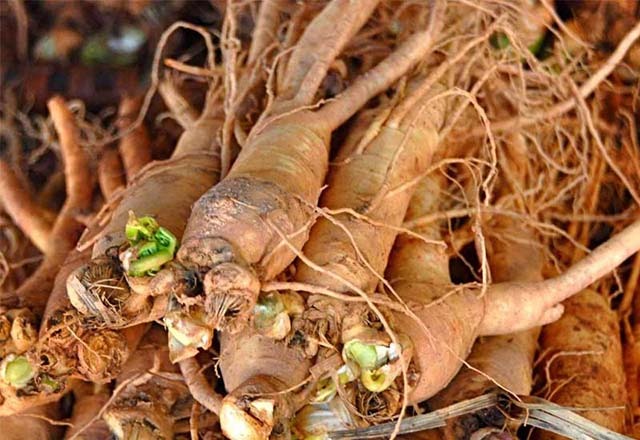 Sâm đương quy ngâm rượu và những điều cần biết